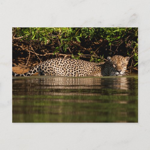 Jaguar Going for a Swim Postcard