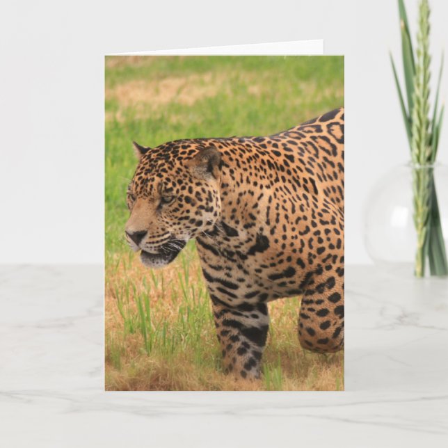 Jaguar Greeting Card (Front)