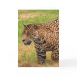 Jaguar Greeting Card