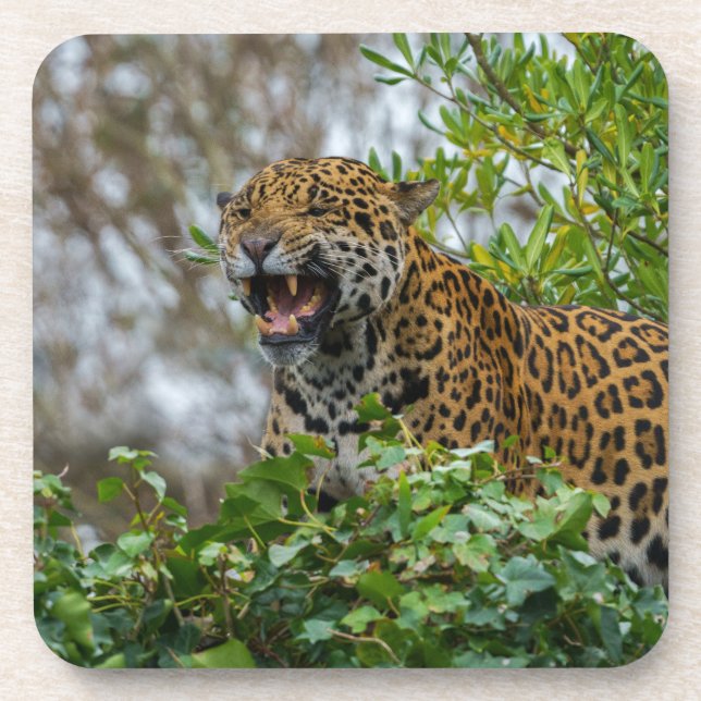 Jaguar Growl Beverage Coaster (Front)
