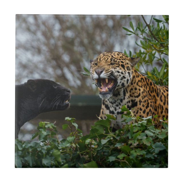 Jaguar Growl Ceramic Tile (Front)