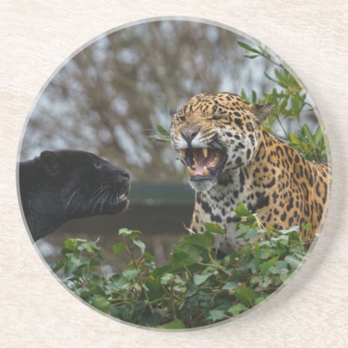 Jaguar Growl Coaster
