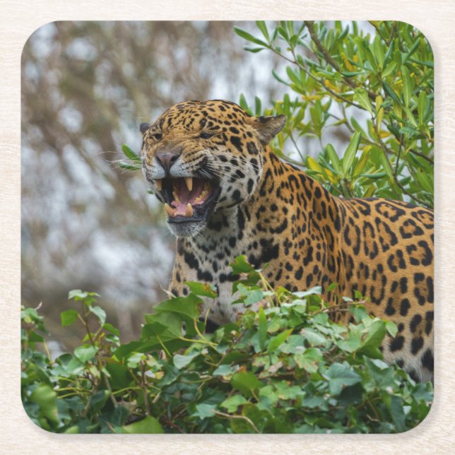 Jaguar Growl Square Paper Coaster (Front)