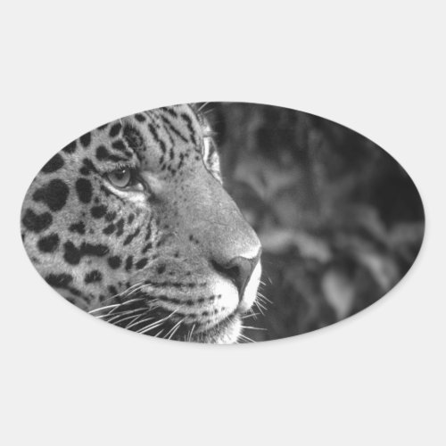 Jaguar in black and white oval sticker