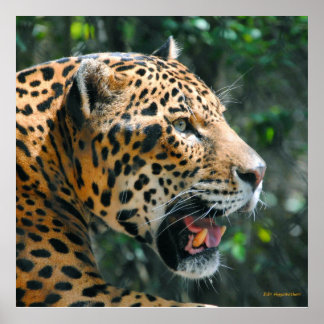 Jaguar in May Poster