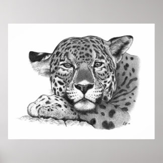 Jaguar in Pencil Poster