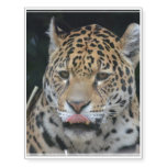 Jaguar Licking His Lips Temporary Tattoos