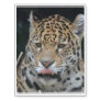 Jaguar Licking His Lips Temporary Tattoos