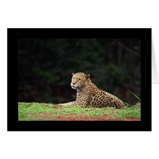 Jaguar Lounging Cards (Front Horizontal)