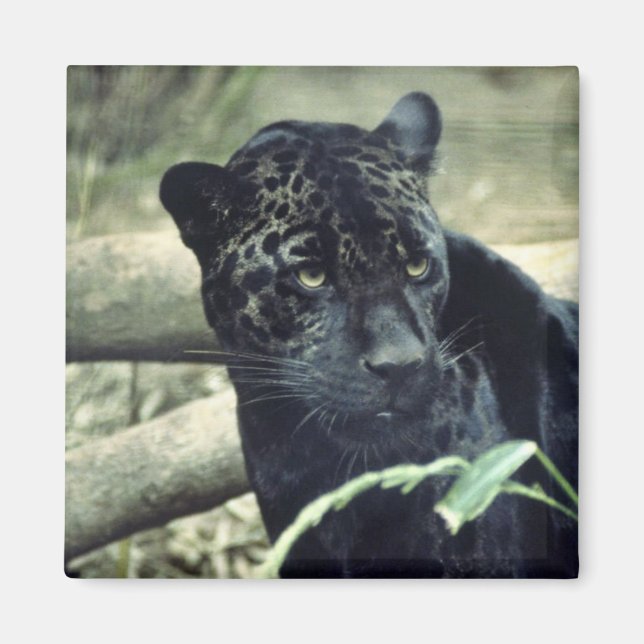 Jaguar Magnet (Front)