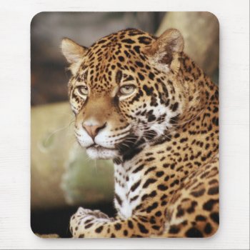 Jaguar Mousepad by lynnsphotos at Zazzle