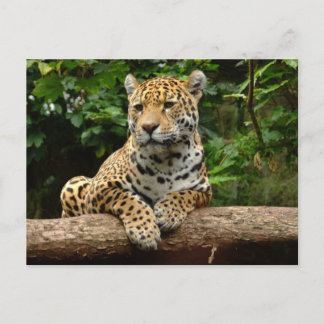Jaguar on a log Postcard