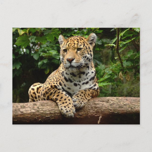Jaguar on a log Postcard (Front)