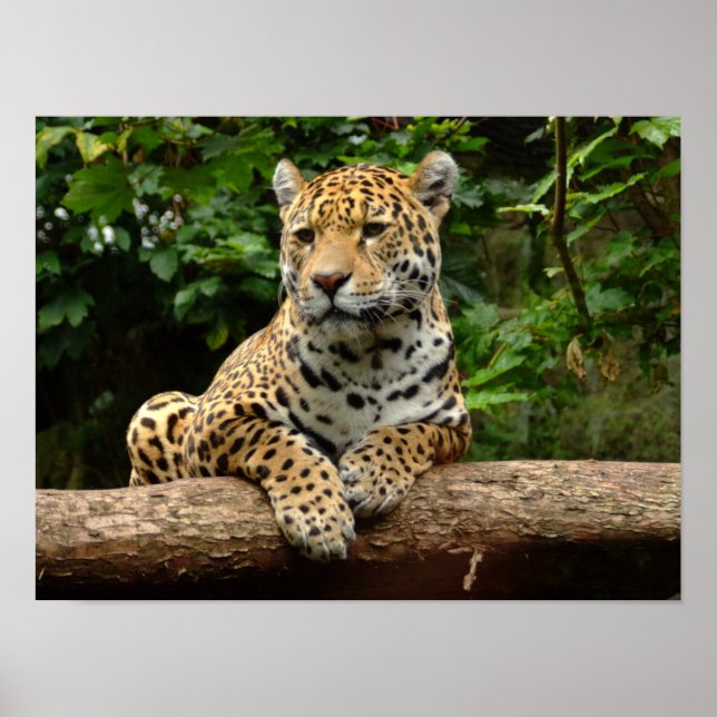 Jaguar on a log Poster (Front)