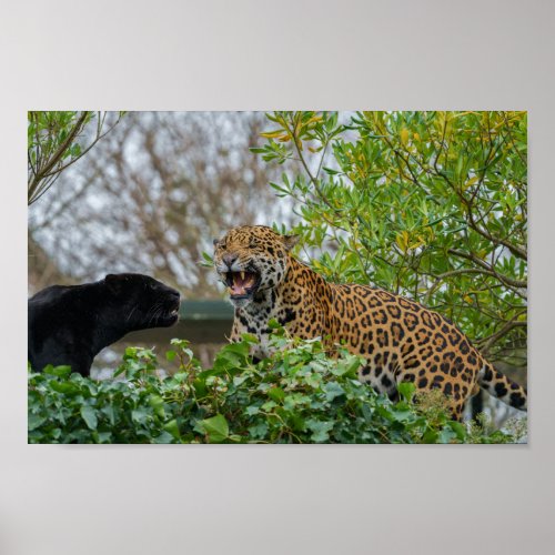 Jaguar Pair Poster