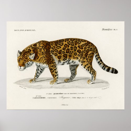 Jaguar Panthera Onca Colour Plate Poster