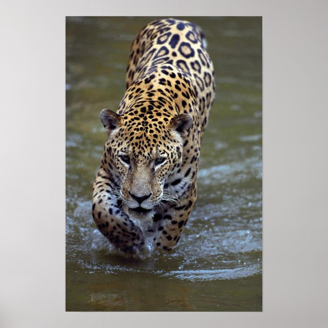 Jaguar (Panthera onca) in muddy river Poster (Front)
