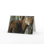 Jaguar Photo Greeting Card