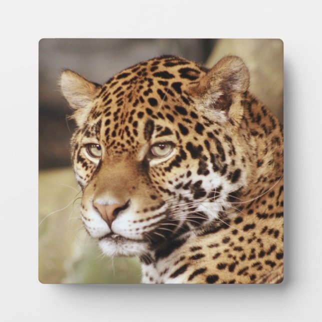 Jaguar Photo Plaque (Front)