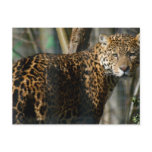 Jaguar Photo Postcard