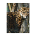 Jaguar Photo Postcard