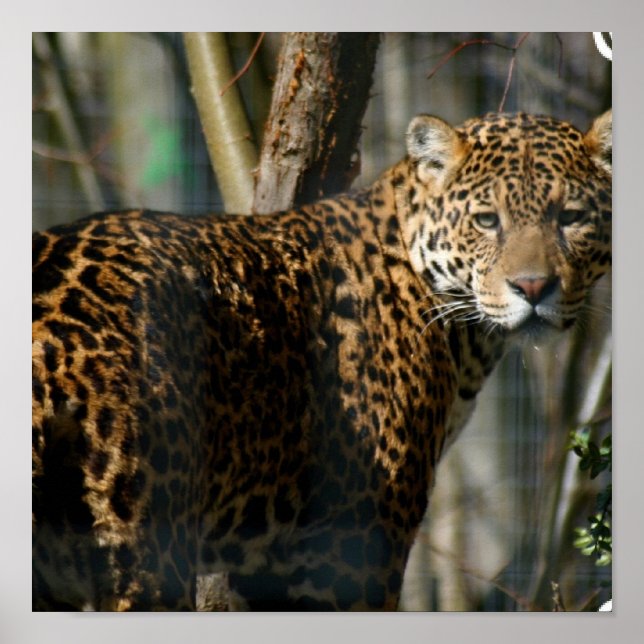 Jaguar Photo Print (Front)