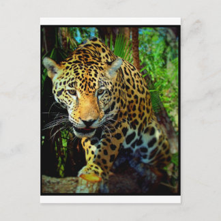 Jaguar Postcard