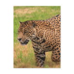 Jaguar Postcard