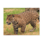 Jaguar Postcard