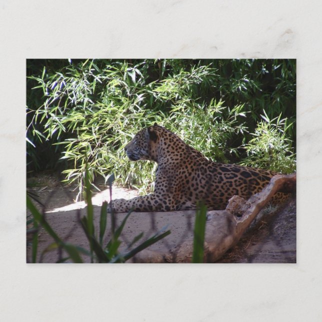 Jaguar Postcard (Front)