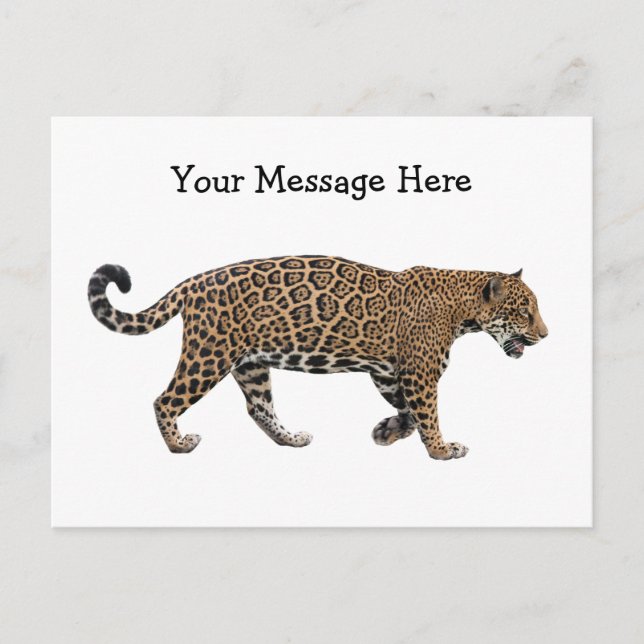 Jaguar Postcard (Front)