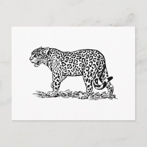 Jaguar Postcard