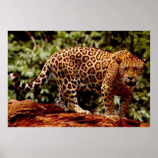Jaguar Poster (Front)