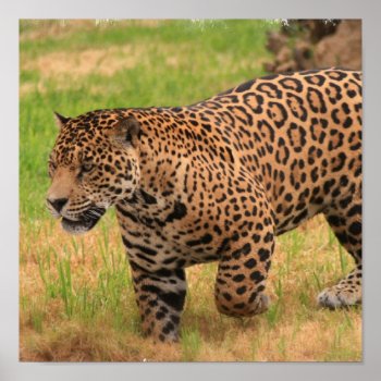 Jaguar Poster Print by WildlifeAnimals at Zazzle