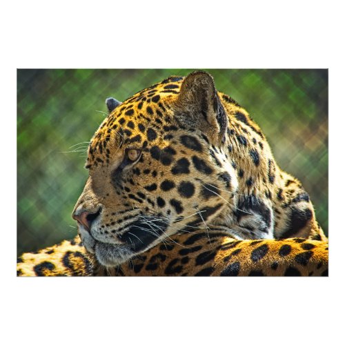 Jaguar Profile  Photo Print