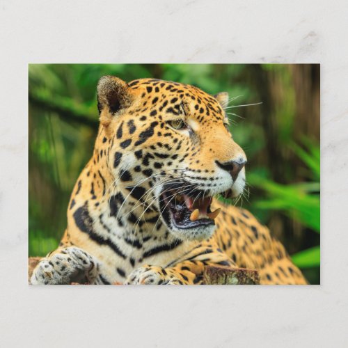 Jaguar shows its teeth Belize Postcard