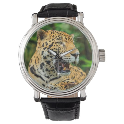 Jaguar shows its teeth Belize Watch