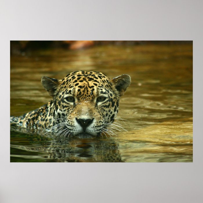 Jaguar Swimming Photo Poster