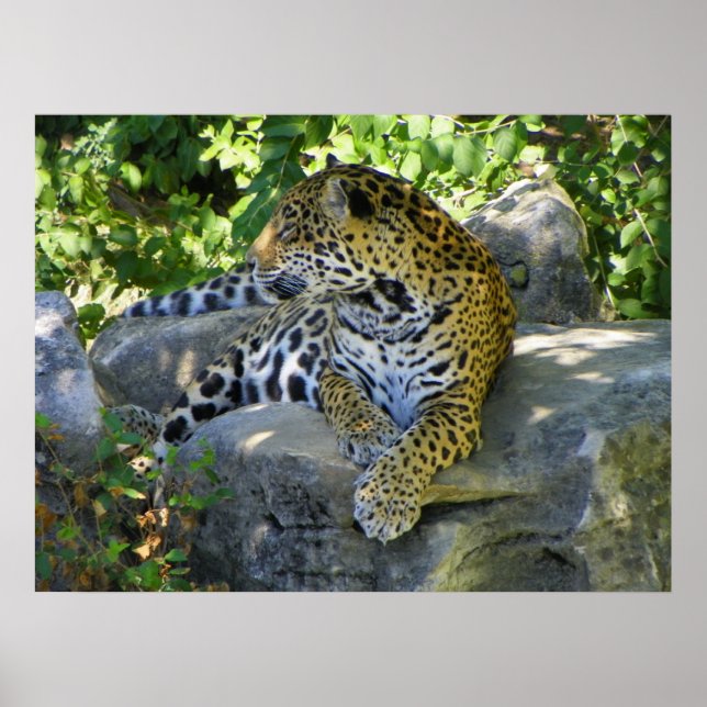jaguar up close full body shot poster (Front)