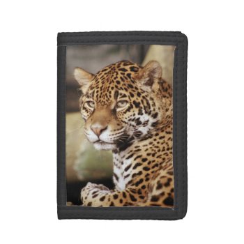 Jaguar Wallet by lynnsphotos at Zazzle