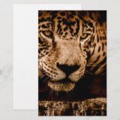 jaguar water stalking eyes (Front/Back)