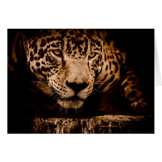 jaguar water stalking eyes cards (Front Horizontal)