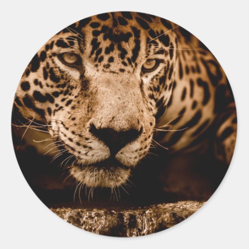 jaguar water stalking eyes classic round sticker