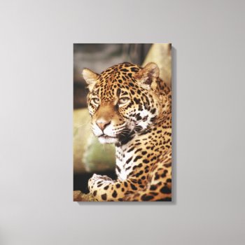 Jaguar Wrapped Canvas by lynnsphotos at Zazzle