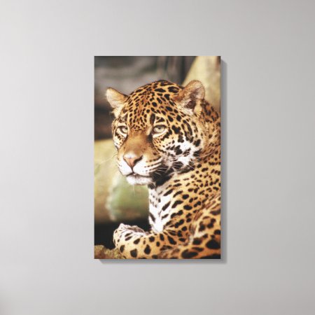 Jaguar Wrapped Canvas