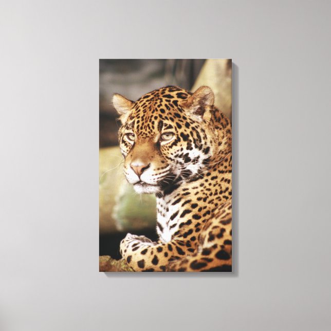 Jaguar Wrapped Canvas Print (Front)