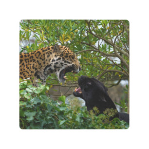 Jaguars In Love Metal Print