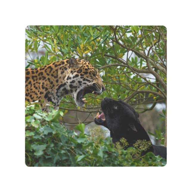 Jaguars In Love Metal Print (Front)