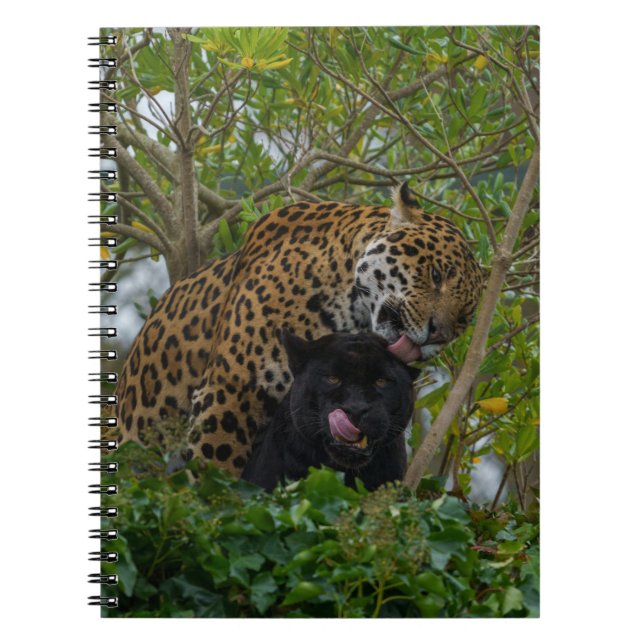 Jaguars In Love Notebook (Front)