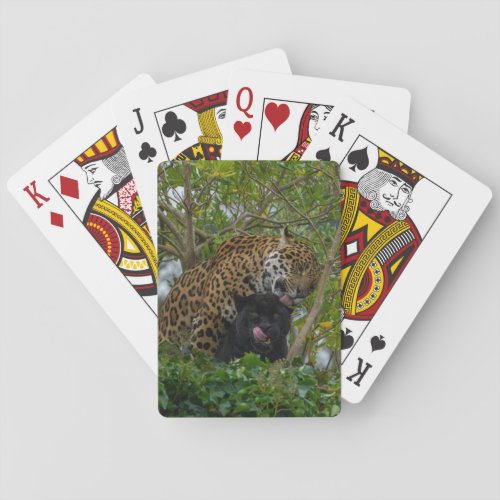 Jaguars In Love Poker Cards